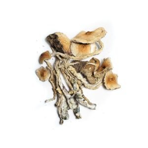 Transkei Magic Mushrooms