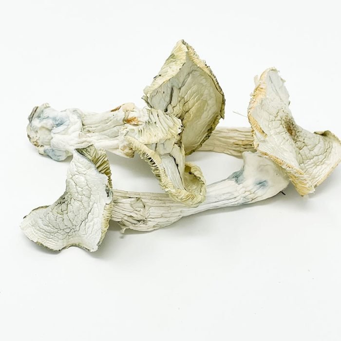 Albino-A-Magic-Mushroom-1.jpg