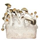 Albino-Penis-Envy-Mushroom-Grow-kit.jpg