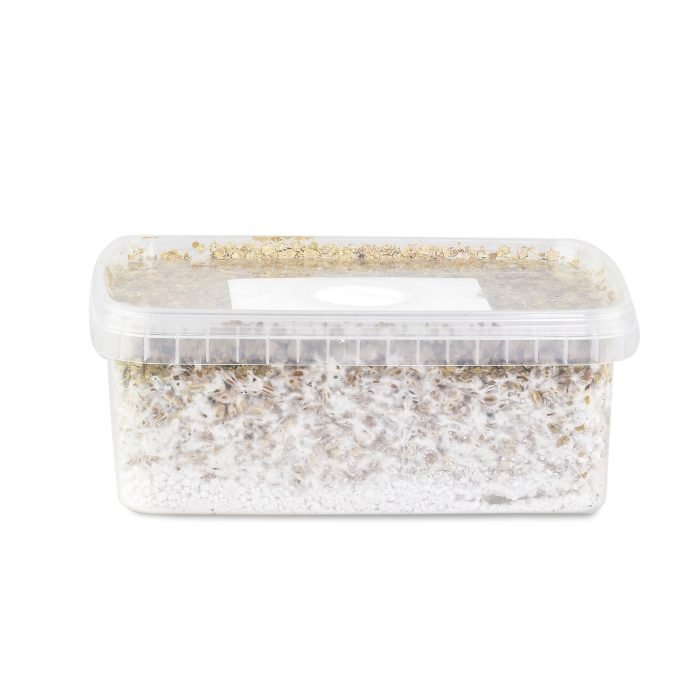 Amazonian-Mushroom-Grow-Kit-1.jpg Amazonian-Mushroom-Grow-Kit-1.jpg