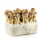 Amazonian-Mushroom-Grow-Kit.jpg