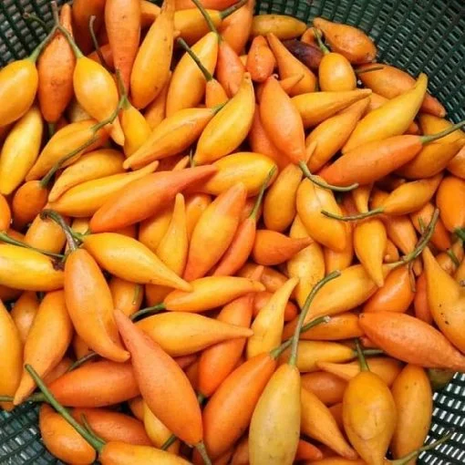 BUY-IBOGA-SEED-POTS-FOR-SALE.webp BUY-IBOGA-SEED-POTS-FOR-SALE.webp
