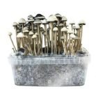 Copelandia-Hawaiian-Mushroom-Grow-kit-2.jpg