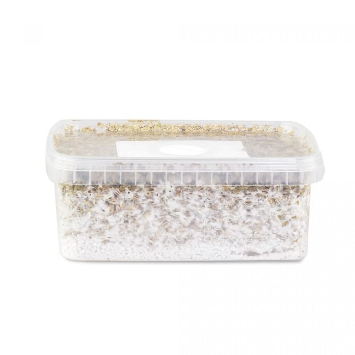 Ecuadorian-Mushroom-Grow-Kit-1.jpg