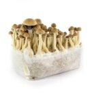 Ecuadorian-Mushroom-Grow-Kit.jpg