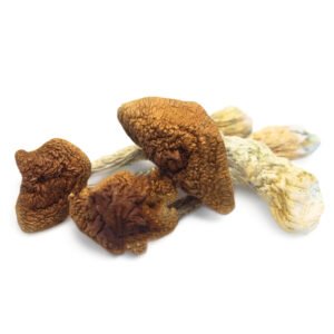Golden Teacher Magic Mushrooms