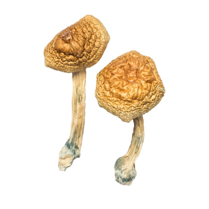 Golden-Mammoth-Magic-Mushroom-1.jpg