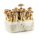 Golden-Teacher-Mushroom-Grow-Kit.jpg