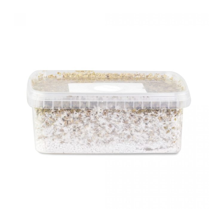 Hawaii-Mushroom-Grow-Kit-1.jpg
