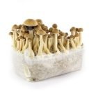 Mazatapec-Mushroom-Grow-kit.jpg