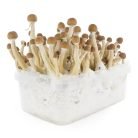Mexican-Mushroom-Grow-Kit.jpg