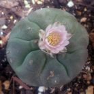 Peyote-seeds-2.jpg