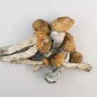 SHAFAA-Heal-Macrodose-Magic-Mushroom-Chocolates-–-2g-600x450-9.jpg
