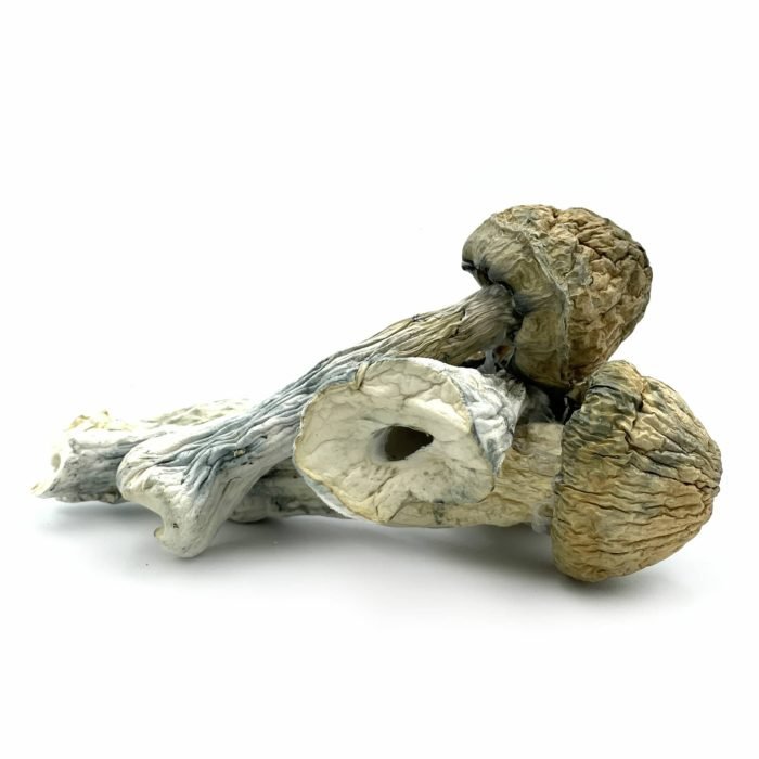 Thrasher-Mushrooms-1536x1536-1.jpg